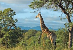 Safe Kruger National Park shuttle service